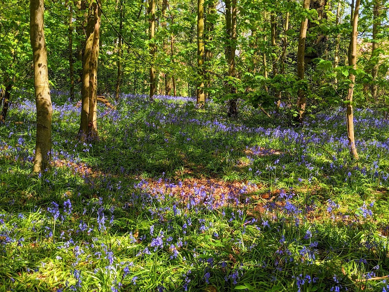Hem Heath Woods exterior